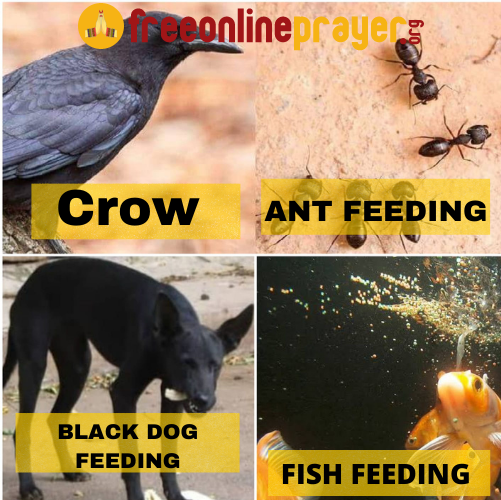 Animal Feeding